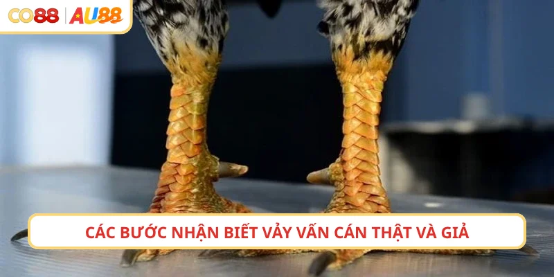 Các bước nhận biết giáp cấn cấn thật và giả