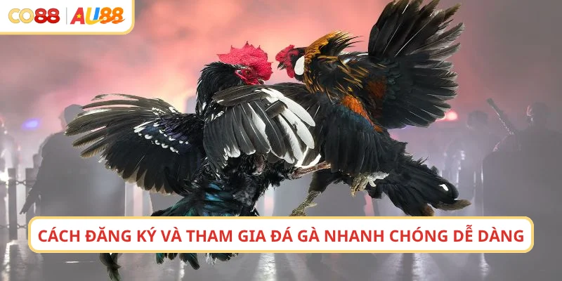 Cách đăng ký và tham gia đá gà nhanh chóng dễ dàng