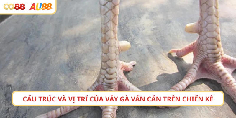 Cấu trúc và vị trí của vảy vấn cán trên đôi chân chiến kê
