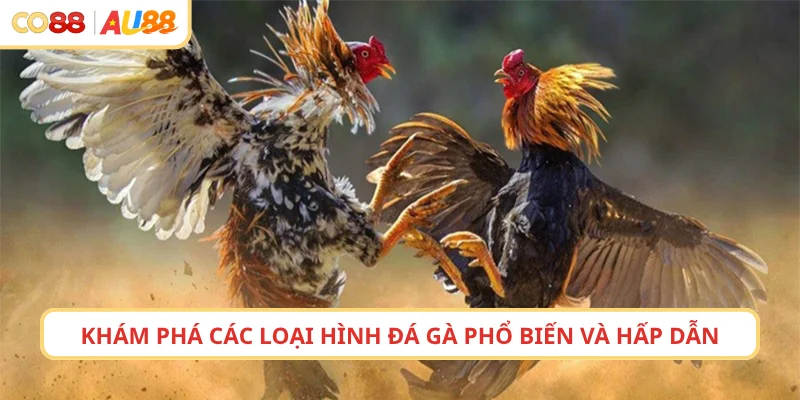 Khám phá các loại hình đá gà phổ biến và hấp dẫn