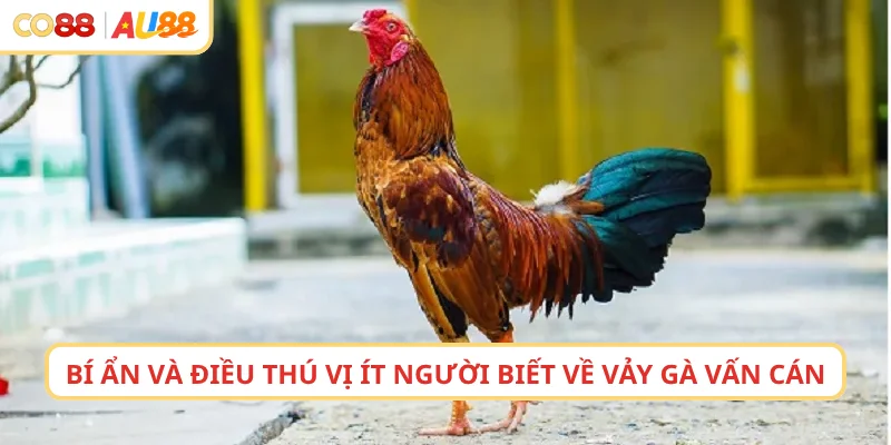 Những bí ẩn và điều thú vị ít người biết về vảy gà vấn cán