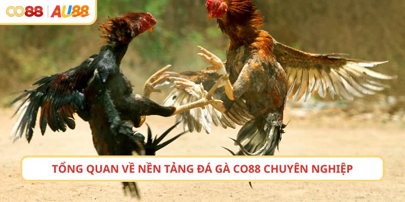 Tổng quan về nền tảng đá gà CO88 chuyên nghiệp