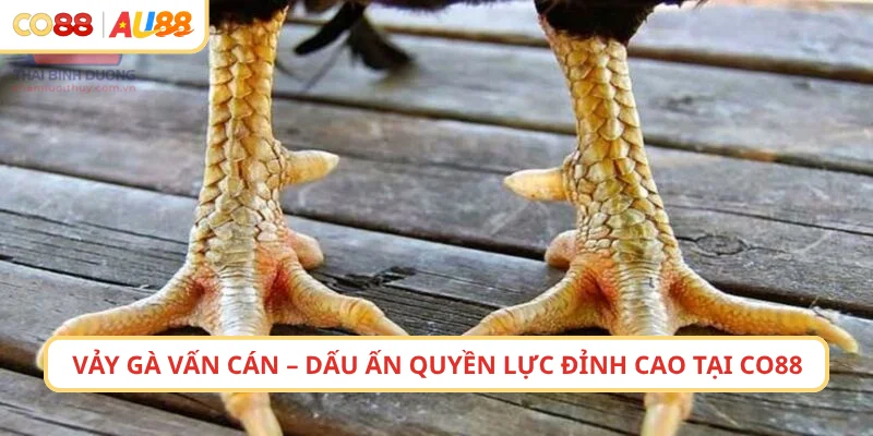Vảy Gà Vấn Cán – Dấu Ấn Quyền Lực Đỉnh Cao Tại CO88