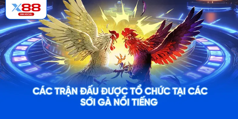 Các trận đấu được tổ chức tại các sới gà nổi tiếng